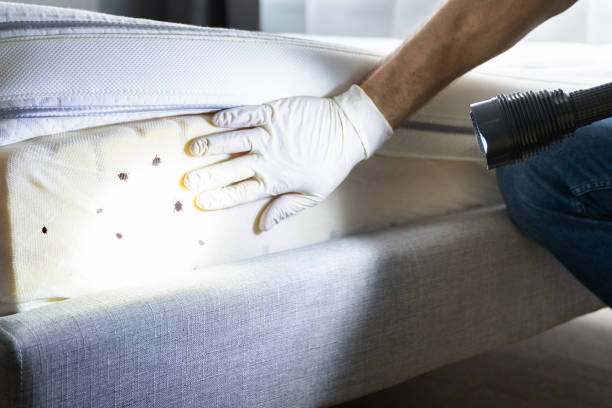 Best Termite Control Services  in Knox, IN
