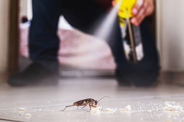 Best Flea Control Services  in Knox, IN